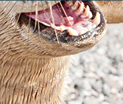 Zoomed In A wet-furry animal with its mouth opened Seal 