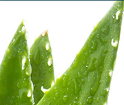 Zoomed In A white background with a green plant that is pointy at the bottom Aloe 