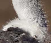 Zoomed In An animal with a long white neckVulture 