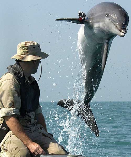 combat-dolphins-2
