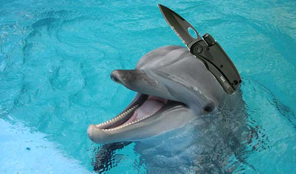 dolphin-combat-7