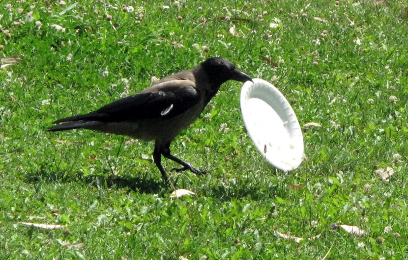 crow trash 3