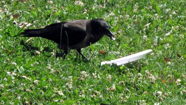 crow trash 1