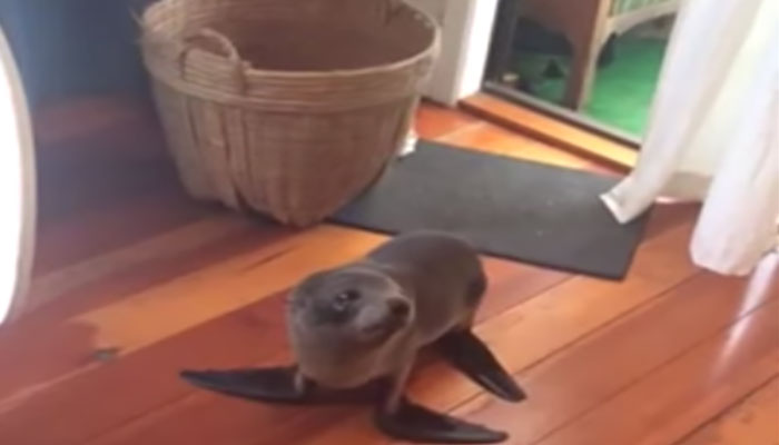 Baby Seal invades home