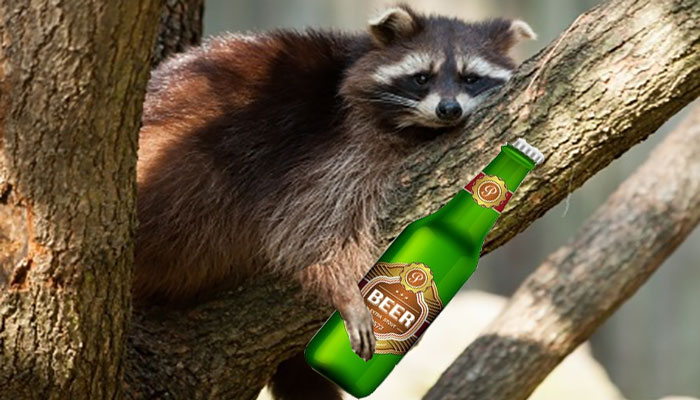 raccoon gets drunk