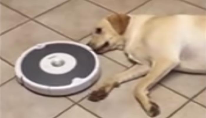 lazy dog won't move for vacuum