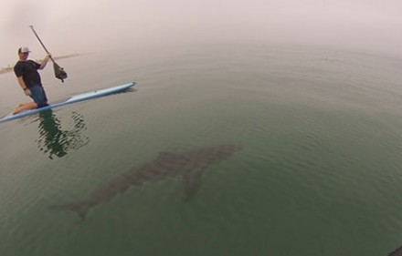 paddle boarders paddle next to great white sharks